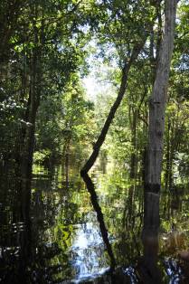 Um dos milharess de igapós em Anavilhanas, região de Novo Airão - AM